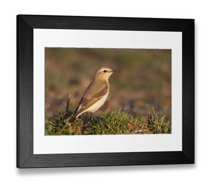 Framed Print : Isabelline Wheatear (Oenanthe isabellina)