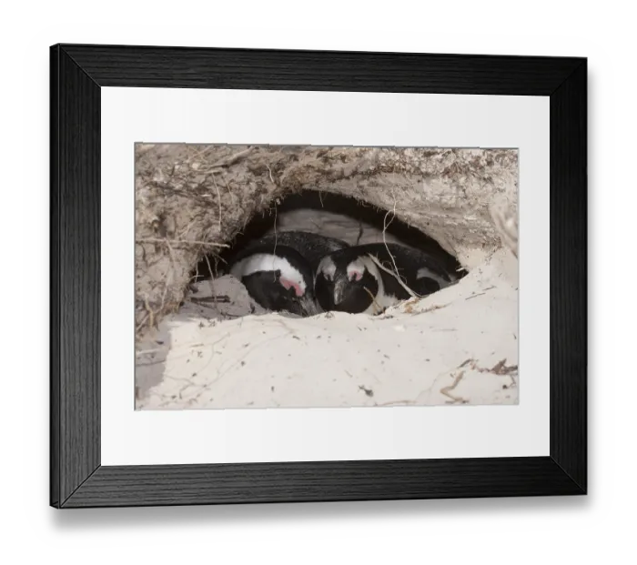 Framed Print : African Penguin (Spheniscus demersus) in nest cavity