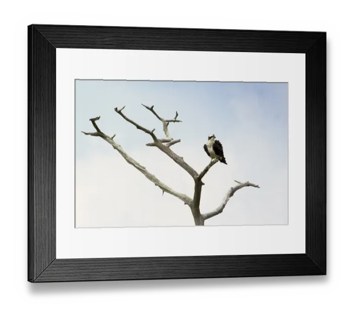 Framed Print : Western Osprey (Pandion haliaetus) perched on a branch Framed Print : Western Osprey (Pandion haliaetus) perched on a branch