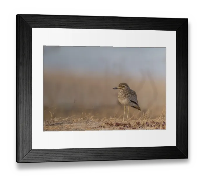 Framed Print : Senegal Thick-knee (Burhinus senegalensis) Framed Print : Senegal Thick-knee (Burhinus senegalensis)