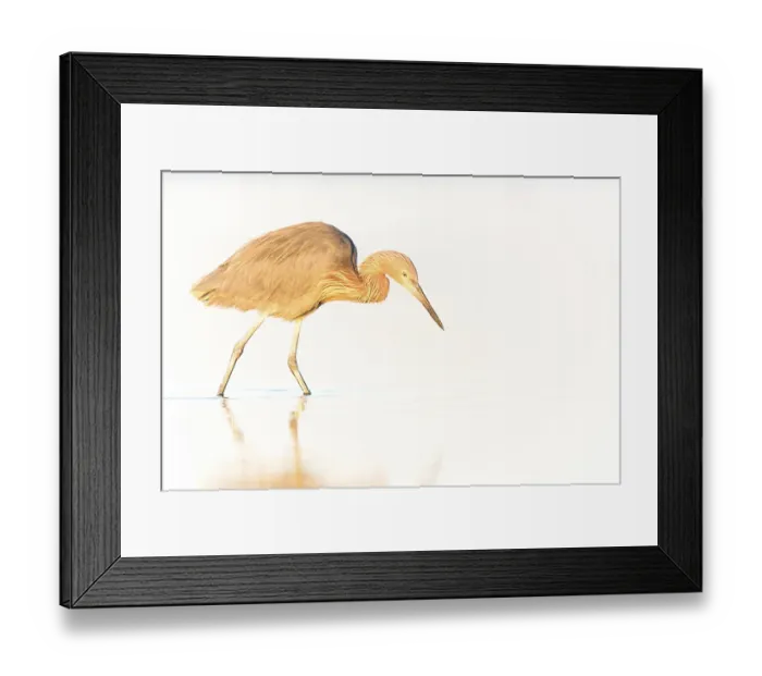 Framed Print : Reddish Egret (Egretta rufescens) foraging