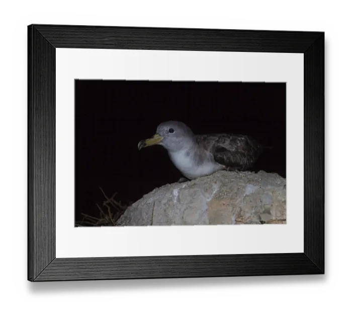 Framed Print : Scopoli's Shearwater (Calonectris diomedea) perched on a rock Framed Print : Scopoli's Shearwater (Calonectris diomedea) perched on a rock