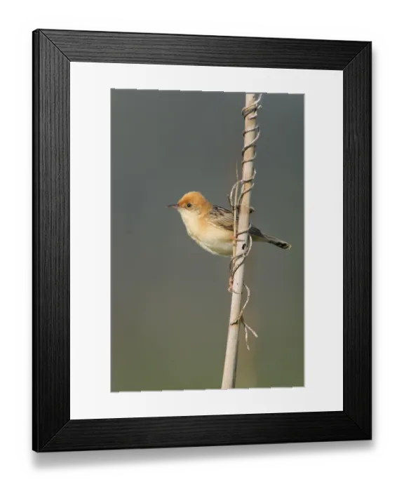 Framed Print : Golden-headed Cisticola (Cisticola exilis) male perched on a branch Framed Print : Golden-headed Cisticola (Cisticola exilis) male perched on a branch