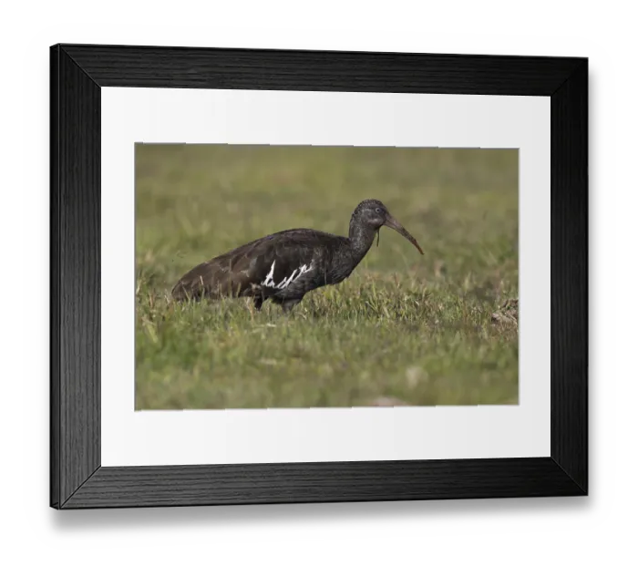 Framed Print : Wattled Ibis (Bostrychia carunculata) foraging Framed Print : Wattled Ibis (Bostrychia carunculata) foraging