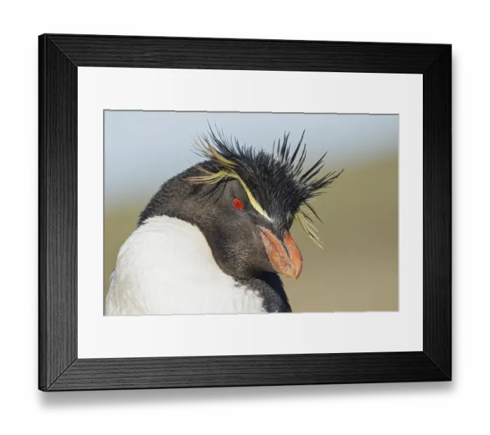 Framed Print : Rockhopper Penguin (Eudyptes chrysocome) perched on a rock in the Falkland Islands Framed Print : Rockhopper Penguin (Eudyptes chrysocome) perched on a rock in the Falkland Islands