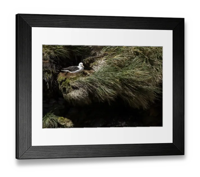 Framed Print : Black-browed Albatross (Thalassarche melanophris) at a nesting colony in the Falkland Islands Framed Print : Black-browed Albatross (Thalassarche melanophris) at a nesting colony in the Falkland Islands