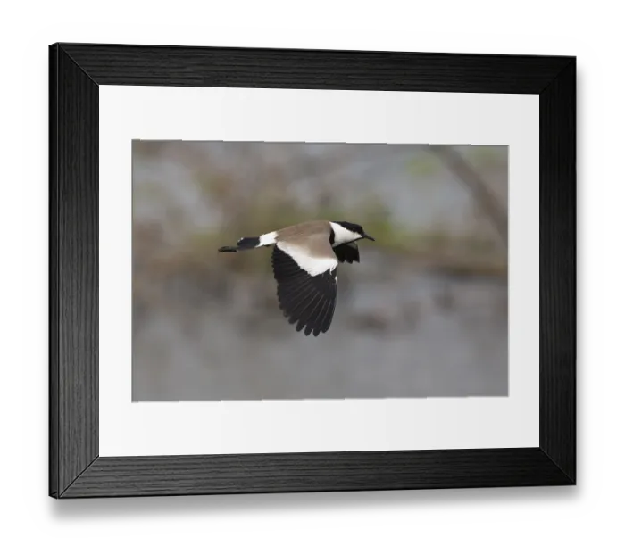 Framed Print : Spur-winged Lapwing (Vanellus spinosus) flying