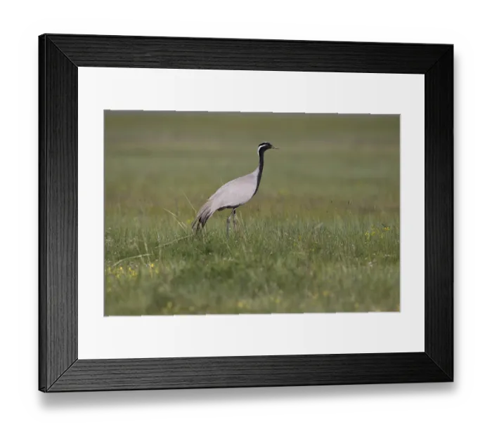 Framed Print : Demoiselle Crane (Grus virgo) foraging