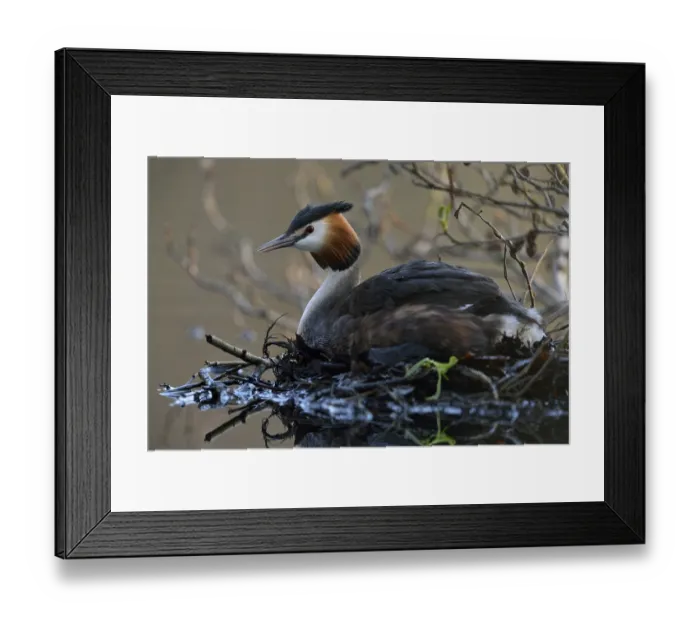 Framed Print : Great Crested Grebe (Podiceps cristatus) incubating