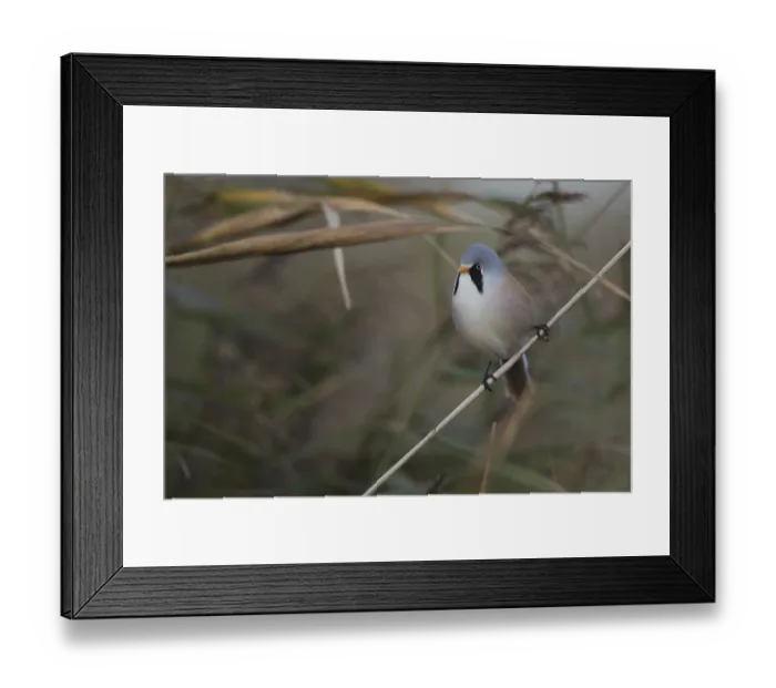Framed Print : Bearded Reedling (Panurus biarmicus) male