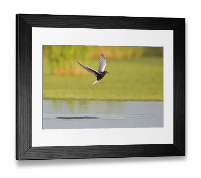 Framed Print : White-winged Tern (Chlidonias leucopterus) flying