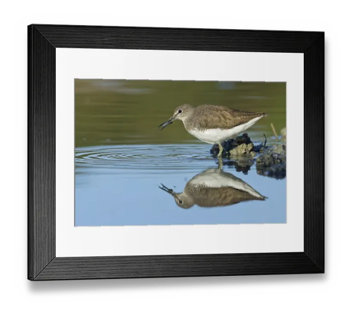 Framed Print : Green Sandpiper (Tringa ochropus) foraging