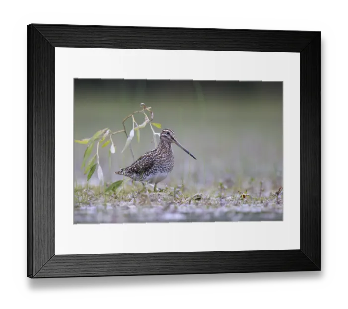 Framed Print : Common Snipe (Gallinago gallinago) foraging