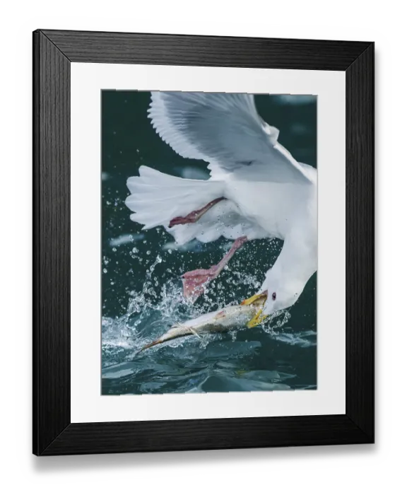 Framed Print : Glaucous-winged Gull (Larus glaucescens) catching fish in flight