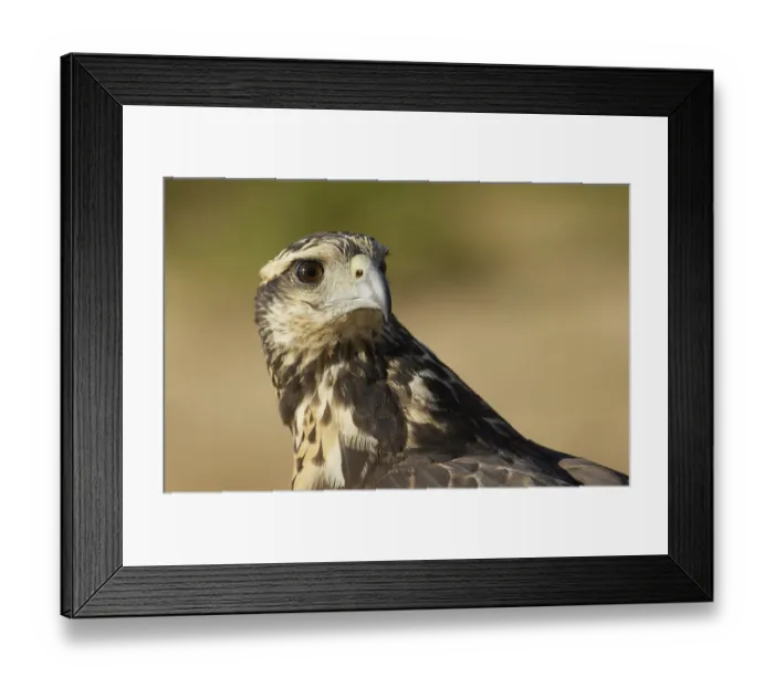 Framed Print : Great Black Hawk (Buteogallus urubitinga)