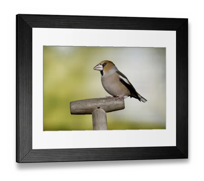 Framed Print : Hawfinch (Coccothraustes coccothraustes) male