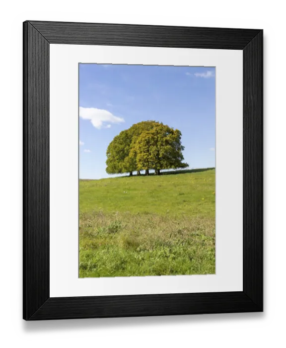 Framed Print : Landscape with copse of common beech trees blue sky on grassy green slope Framed Print : Landscape with copse of common beech trees blue sky on grassy green slope