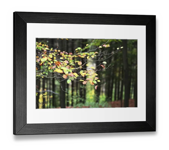 Framed Print : Sauerland. Forest in autumn Framed Print : Sauerland. Forest in autumn