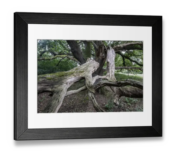 Framed Print : English oak (Quercus robur) in the Hutewald forest