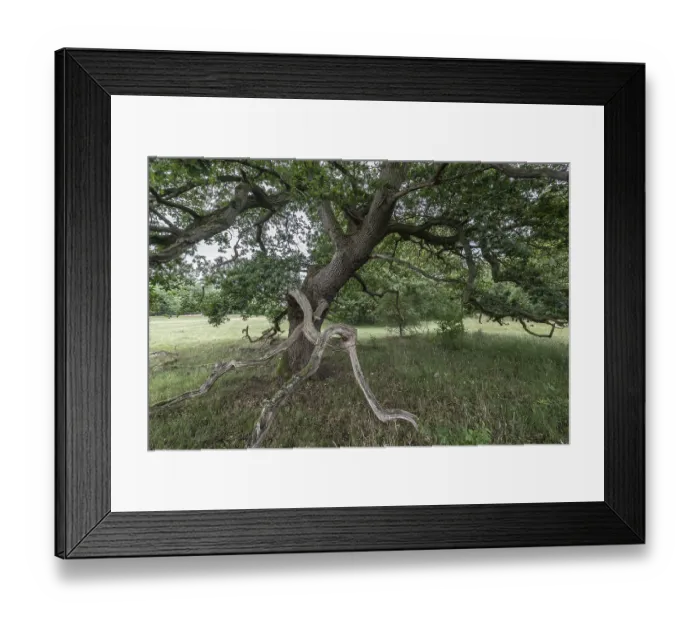 Framed Print : English oak (Quercus robur) in the Hutewald forest Framed Print : English oak (Quercus robur) in the Hutewald forest