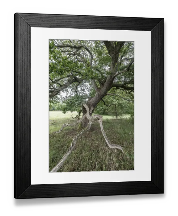 Framed Print : English oak (Quercus robur) in the Hutewald forest Framed Print : English oak (Quercus robur) in the Hutewald forest