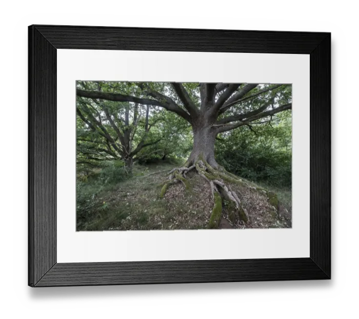 Framed Print : English oak (Quercus robur) in the Hutewald forest