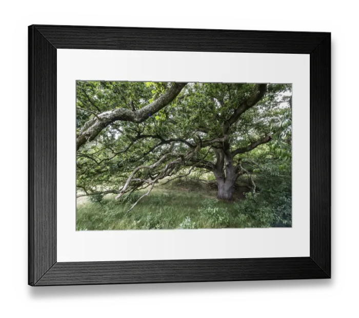 Framed Print : English oak (Quercus robur) in the Hutewald forest Framed Print : English oak (Quercus robur) in the Hutewald forest