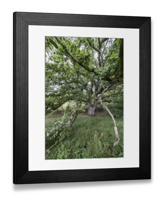 Framed Print : English oak (Quercus robur) in the Hutewald forest Framed Print : English oak (Quercus robur) in the Hutewald forest