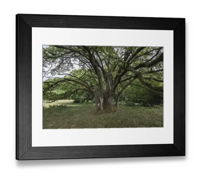 Framed Print : English oak (Quercus robur) in the Hutewald forest