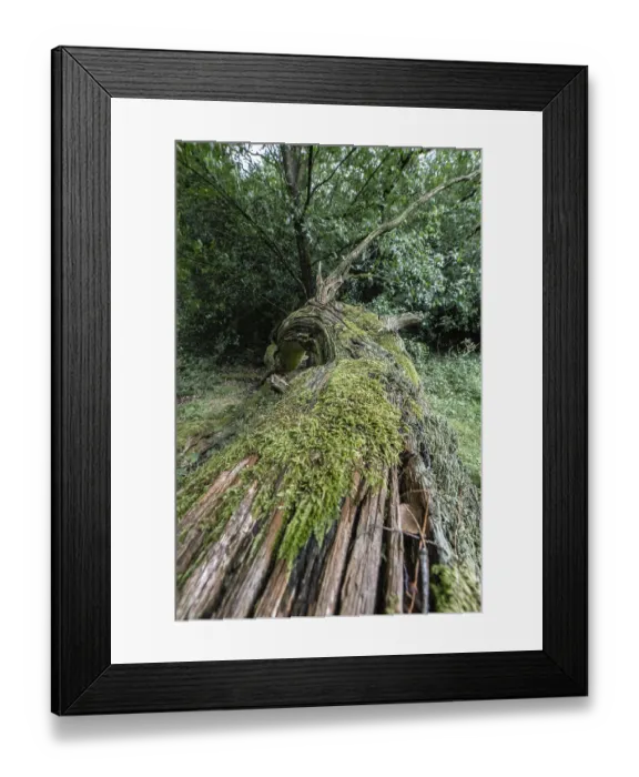 Framed Print : Fallen English oak (Quercus robur) in the Hutewald forest