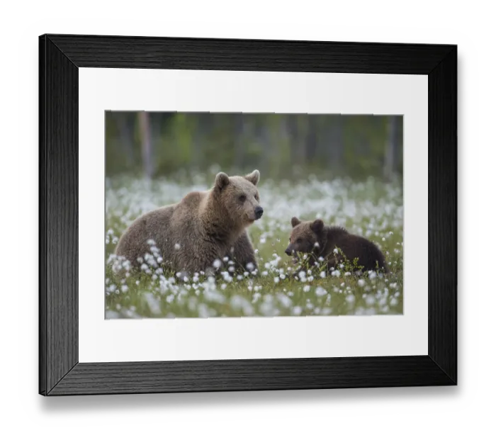 Framed Print : Eurasian Brown Bear (Ursus arctos) mother with cub in white cottongrass