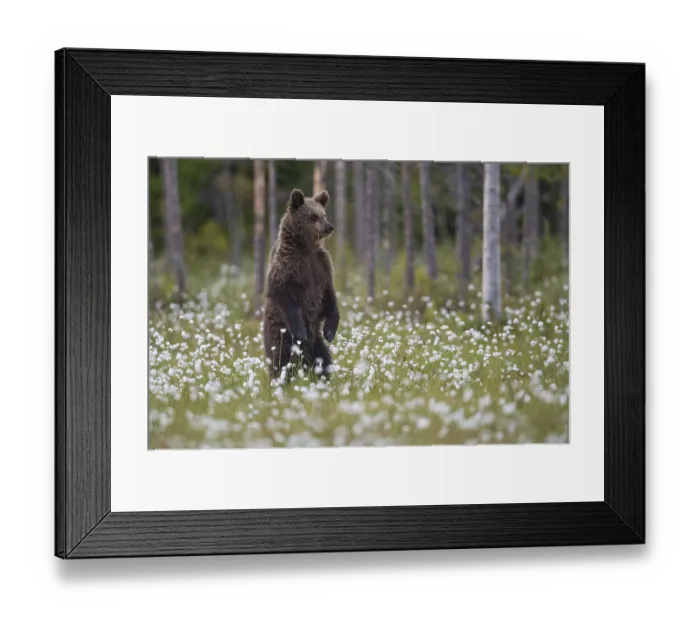 Framed Print : Eurasian Brown Bear (Ursus arctos) cub standing in white cottongrass Framed Print : Eurasian Brown Bear (Ursus arctos) cub standing in white cottongrass