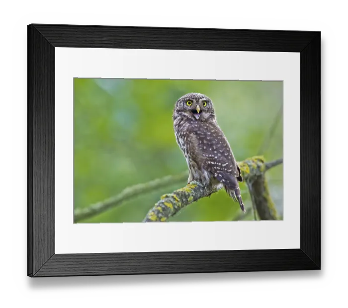 Framed Print : Eurasian Pygmy Owl (Glaucidium passerinum) perched on a branch