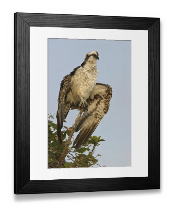 Framed Print : Western Osprey (Pandion haliaetus)