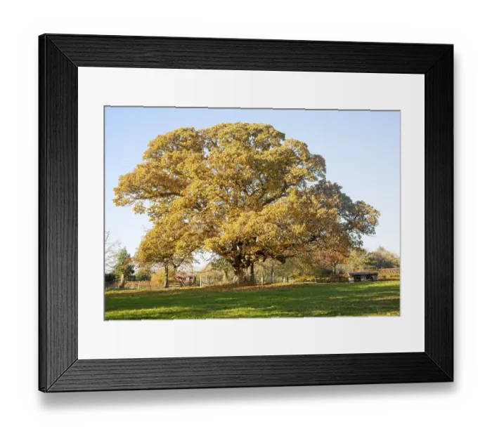 Framed Print : Orange brown sweet chestnut tree Framed Print : Orange brown sweet chestnut tree