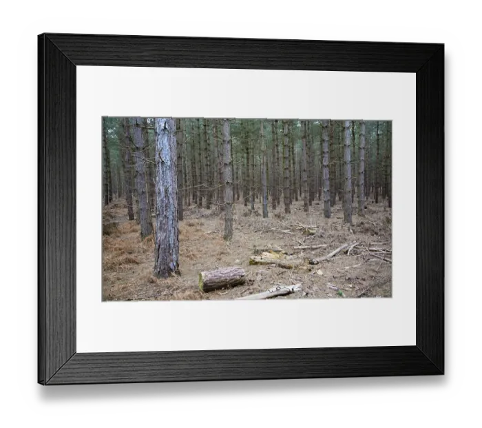 Framed Print : Conifer trees in Rendlesham Forest Framed Print : Conifer trees in Rendlesham Forest