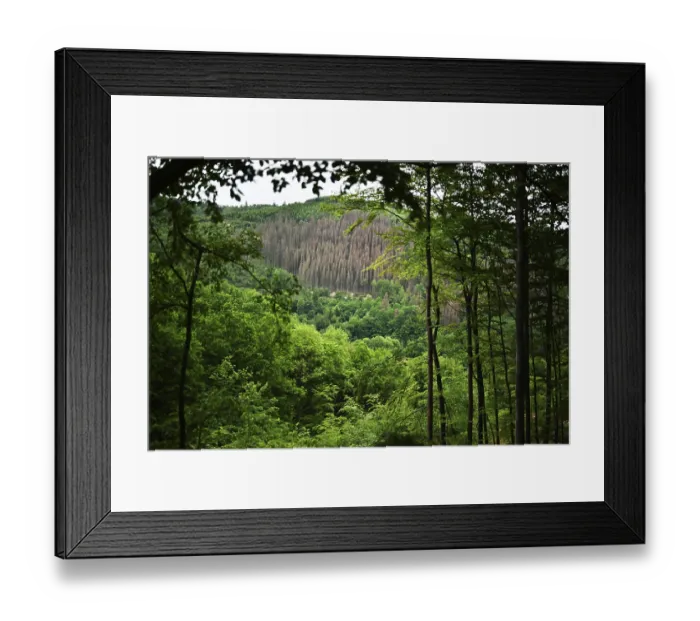 Framed Print : Forest damage in the Sauerland region has caused about 40 % of the spruce stand Framed Print : Forest damage in the Sauerland region has caused about 40 % of the spruce stand