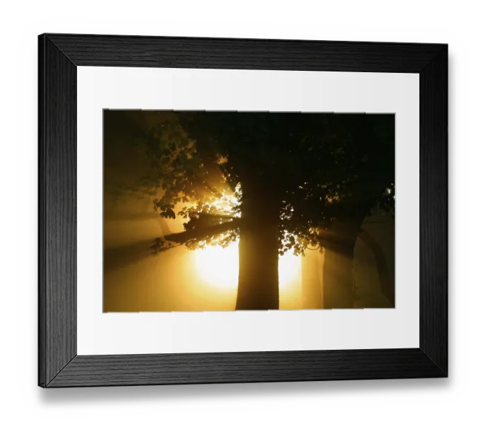Framed Print : Sun shining through forest, Black Forest Framed Print : Sun shining through forest, Black Forest