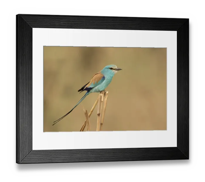 Framed Print : Abyssinian Roller (Coracias abyssinicus) Framed Print : Abyssinian Roller (Coracias abyssinicus)