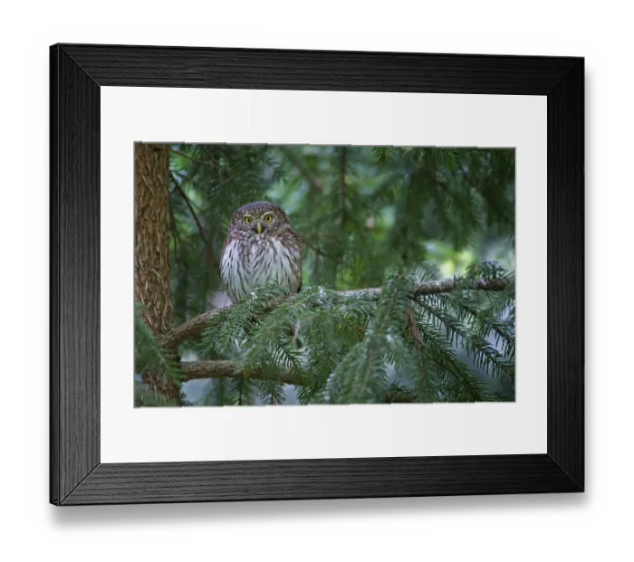 Framed Print : Eurasian Pygmy Owl (Glaucidium passerinum)