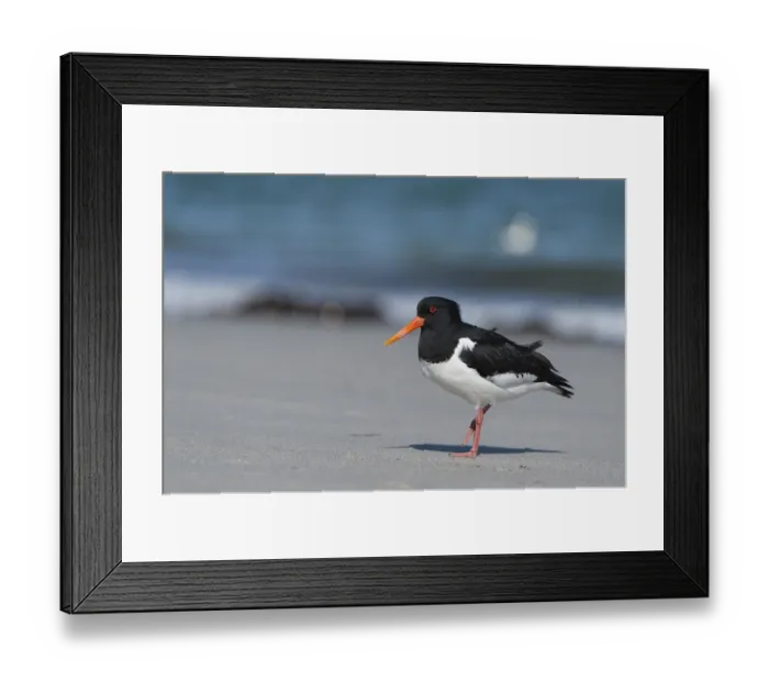 Framed Print : Eurasian Oystercatcher (Haematopus ostralegus)