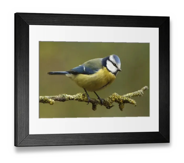 Framed Print : Eurasian Blue Tit (Cyanistes caeruleus)