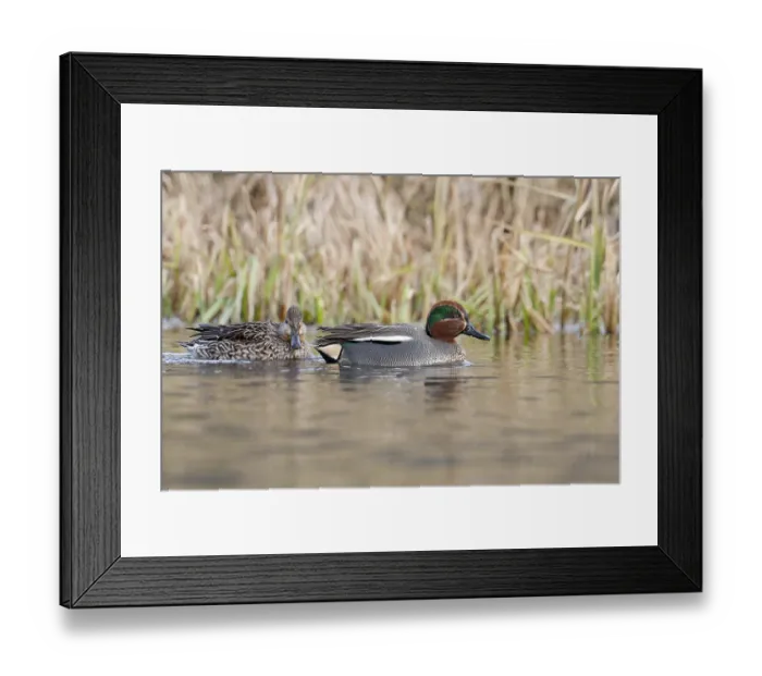 Framed Print : Eurasian Teal (Anas crecca), Bavaria Framed Print : Eurasian Teal (Anas crecca), Bavaria
