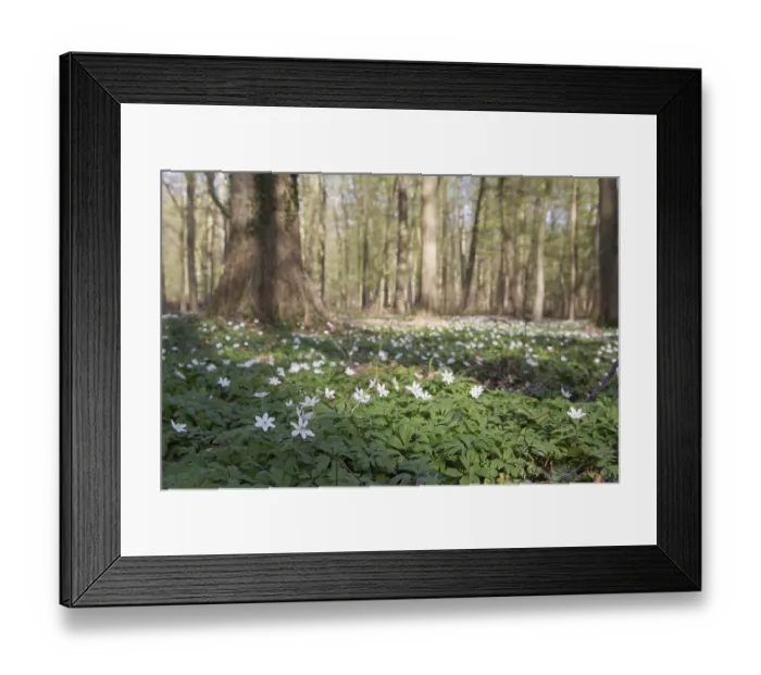 Framed Print : Wood anemone in deciduous forest (Anemone nemorosa) Framed Print : Wood anemone in deciduous forest (Anemone nemorosa)
