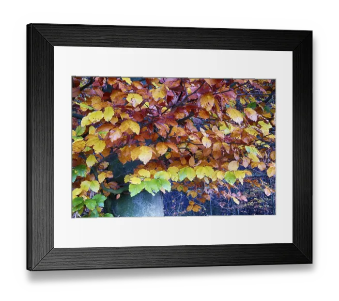 Framed Print : Colourful autumn in the beech forest Framed Print : Colourful autumn in the beech forest