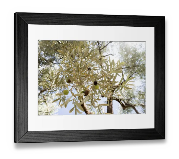Framed Print : Olive branches on foreground. Olive plantation