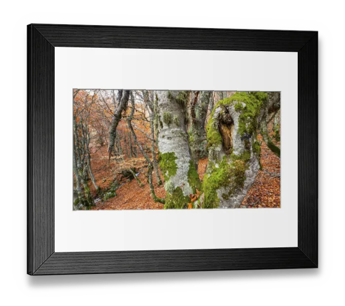 Framed Print : Hayedo de la Pedrosa Natural Protected Area Framed Print : Hayedo de la Pedrosa Natural Protected Area