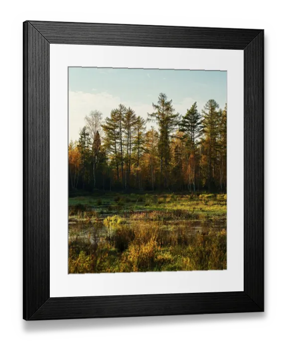 Framed Print : A golden-hued autumn forest scene with marshland and tall trees in the background