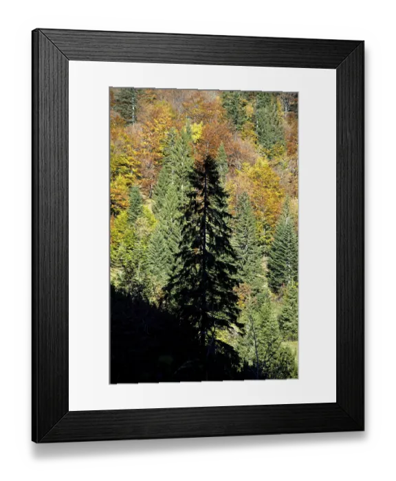 Framed Print : Silhouette of a conifer tree in front of autumn coloured mixed forest in the Bavarian Alps