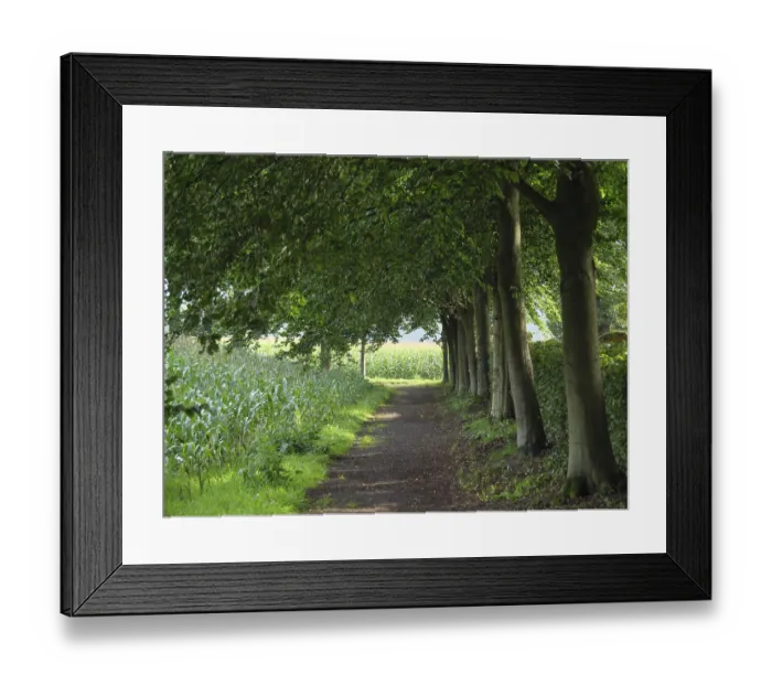 Framed Print : A shady forest path, lined with tall trees and surrounded by green vegetation Framed Print : A shady forest path, lined with tall trees and surrounded by green vegetation